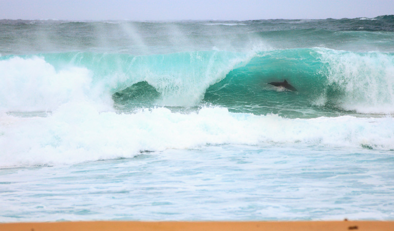 Termeil Beach, Meroo National Park. Photo: M Makeham