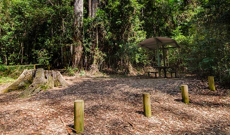 Bird Tree picnic area, Middle Brother National Park. Photo: John Spencer/NSW Government