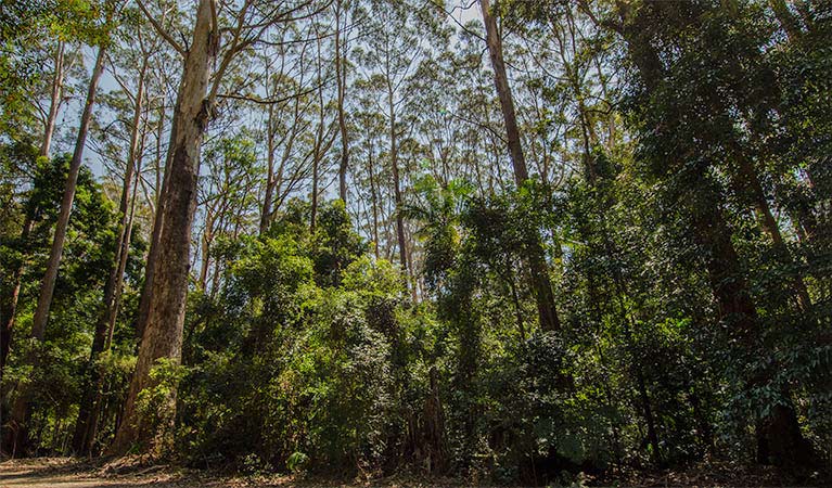 Bird Tree picnic area, Middle Brother National Park. Photo: John Spencer/NSW Government