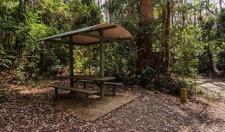 Bird Tree picnic area, Middle Brother National Park. Photo: John Spencer/NSW Government