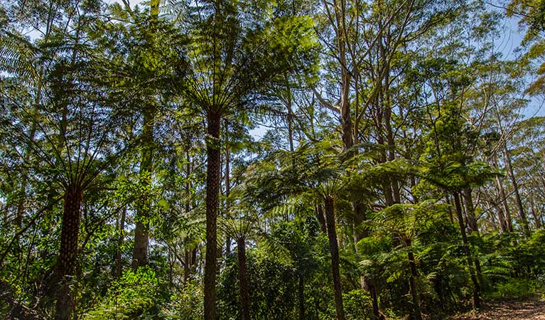 Middle Brother National Park. Photo: John Spencer/NSW Government