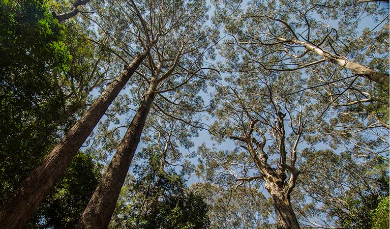 Middle Brother National Park. Photo: John Spencer/NSW Government