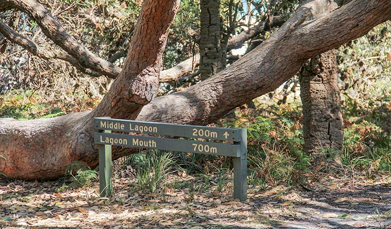 Middle Lagoon walking track, Mimosa Rocks National Park. Photo: John Yurasek &copy; OEH