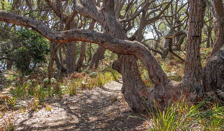 Middle Lagoon walking track, Mimosa Rocks National Park. Photo: John Yurasek &copy; OEH