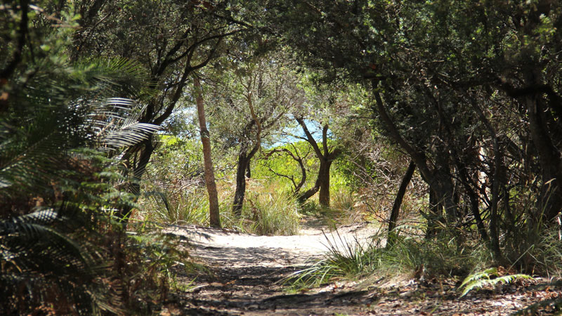 Nelson Beach sand track, Mimosa Rocks National Park. Photo: John Yurasek