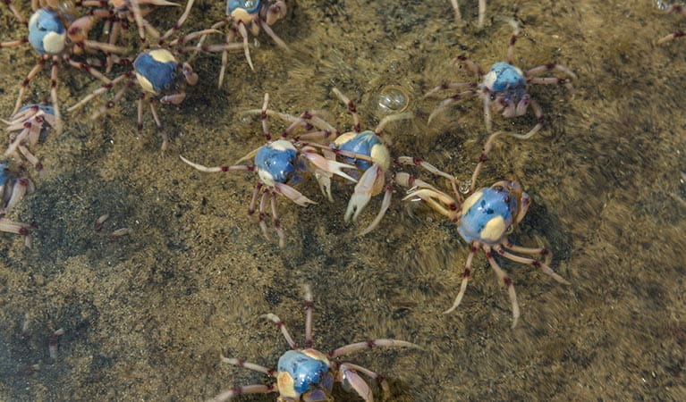 Soldier crabs at Nelson Lagoon. Photo: David Finnegan &copy; OEH