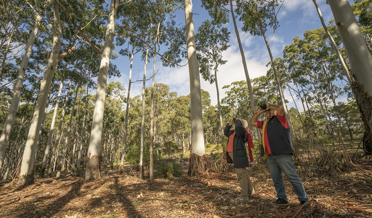 2 people bird watching in Mimosa Rocks National Park. Photo: John Spencer/OEH