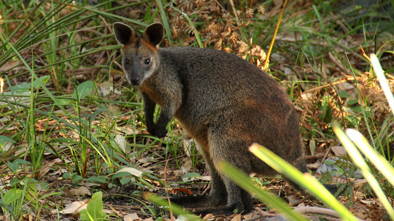 Pademelon. Photo: John Yurasek &copy; DPIE