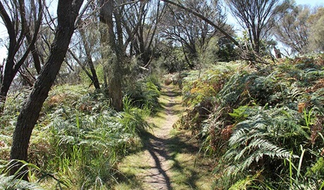 Wajurda Point track. Photo: John Yurasek &copy; OEH