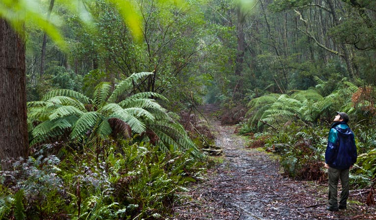 Corn Trail walking track path, Monga National Park. Photo: Lucas Boyd &copy; OEH