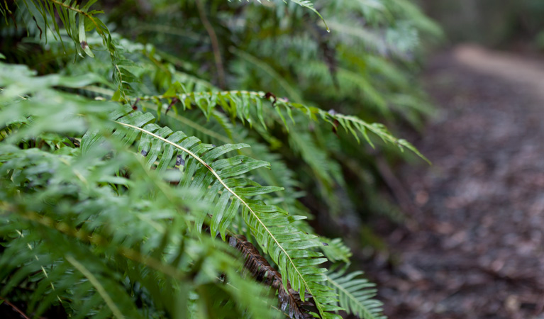 Corn Trail walking track plantlife, Monga National Park. Photo: Lucas Boyd &copy; OEH