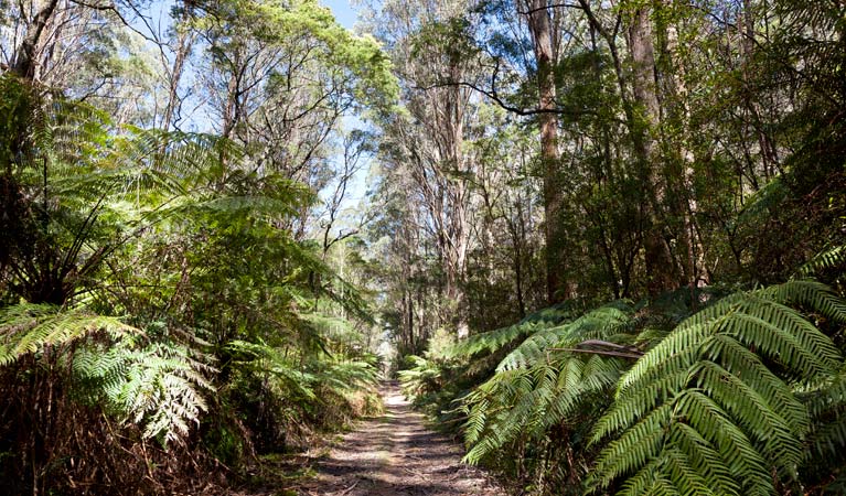 Corn Trail walking track, Monga National Park. Photo: Lucas Boyd &copy; OEH