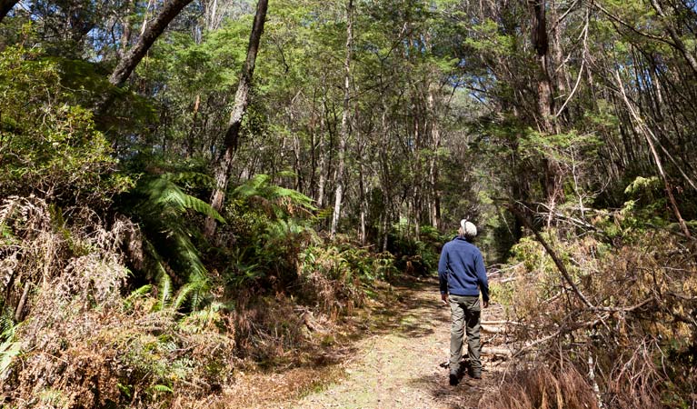 Corn Trail walking track route, Monga National Park. Photo: Lucas Boyd