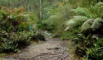 Dasyurus picnic area, Monga National Park. Photo: Lucas Boyd &copy; OEH