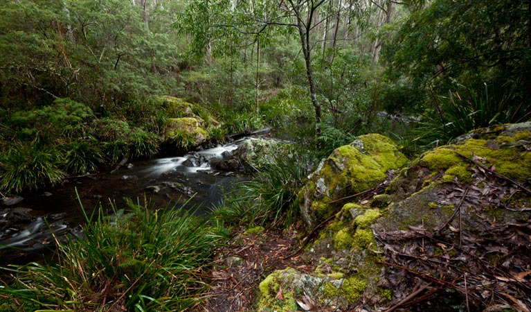 Mongarlowe River picnic area river walk, Monga National Park. Photo: Lucas Boyd &copy; DPIE