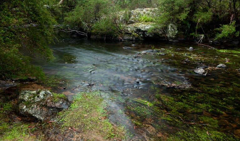 Mongarlowe River picnic area flow, Monga National Park. Photo: Lucas Boyd &copy; DPIE