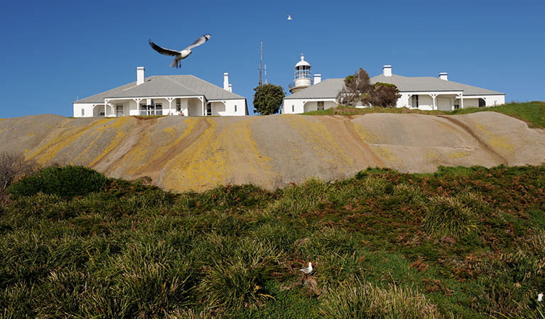 Montague Island Lighthouse Keepers Cottage perched atop rock on Montague Island Nature Reserve. Photo: Stuart Cohen/OEH