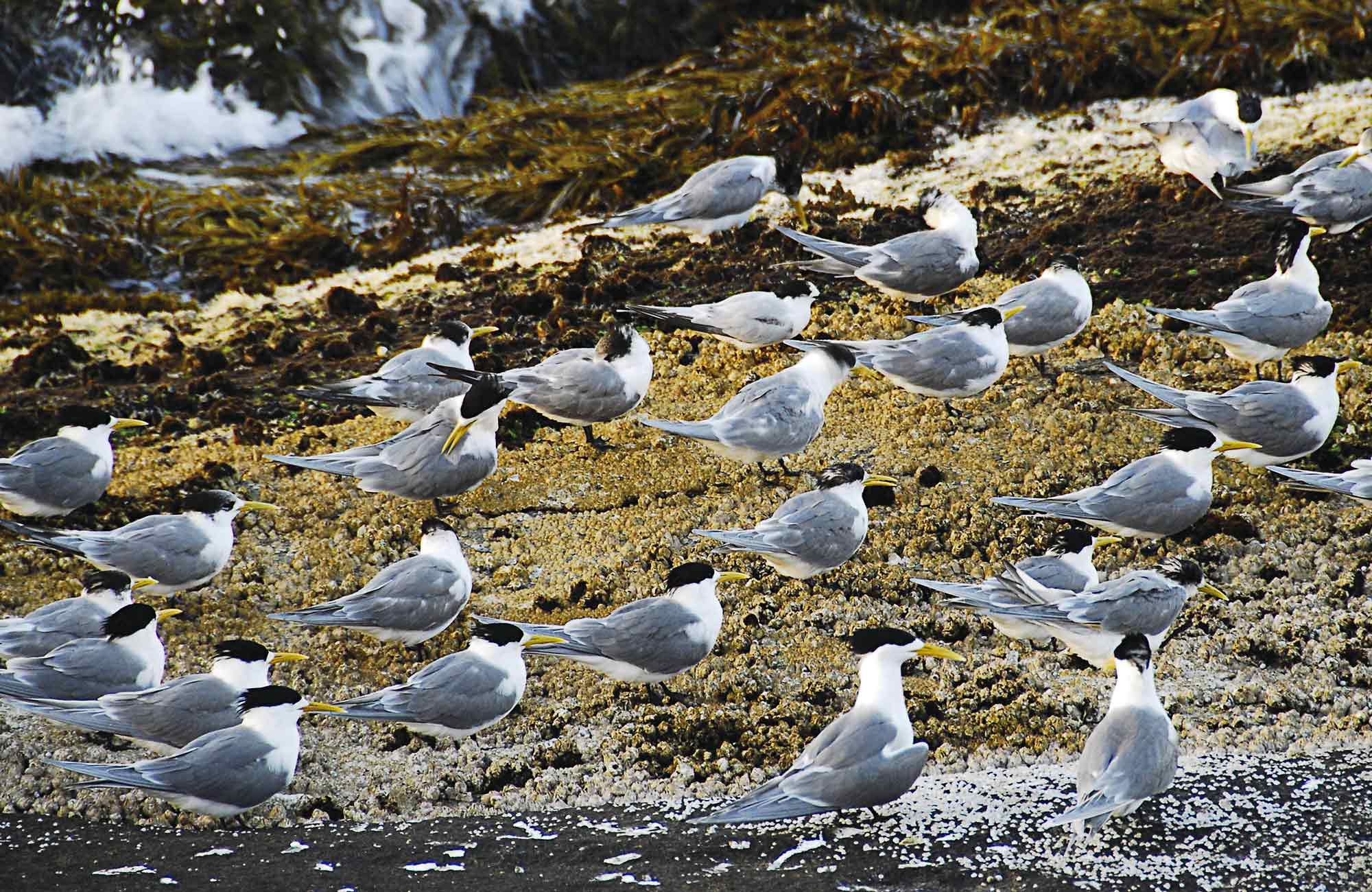 Sea birds on Montague Island. Photo:Stuart Cohen