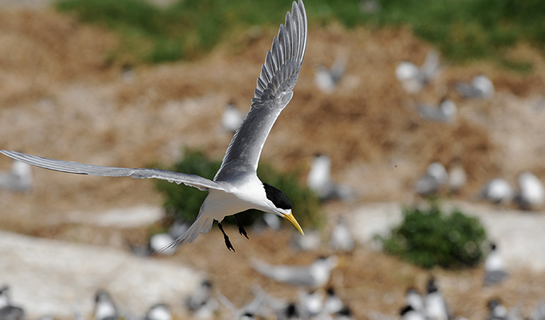 A crested tern in flight at Barunguba Montague Island Nature Reserve. Photo: Stuart Cohen &copy; OEH/Stuart Cohen