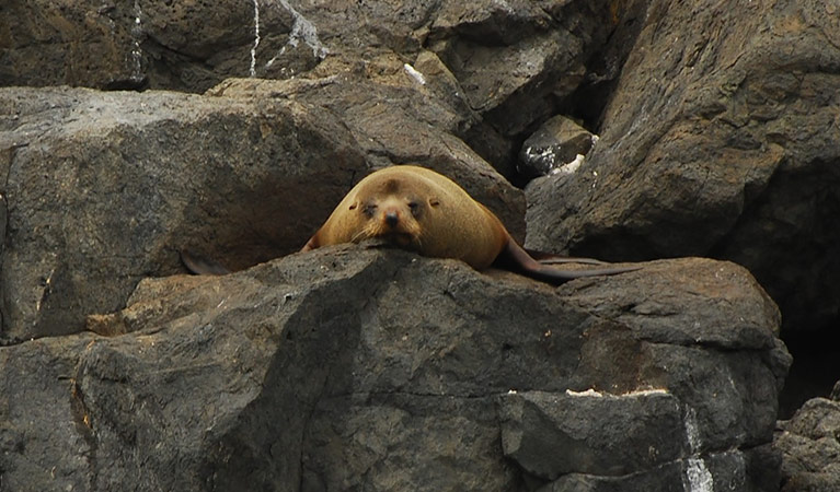 An Australian fur seal sunbakes on rocks at Barunguba Montague Island Nature Reserve. Photo &copy; Michael Jarman