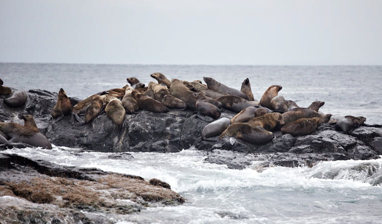Seals, Montague Island Nature Reserve. Photo: Mike Rossi