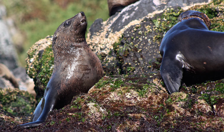 Wildlife Encounter Visual Tour, Montague Island Nature Reserve. Photo: John Burrell