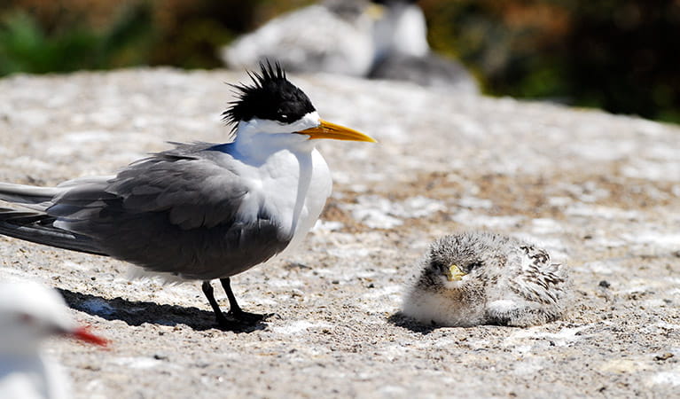 A crested tern stands next to a chick, on rocks at Montague Island Nature Reserve. Photo: Stuart Cohen/OEH