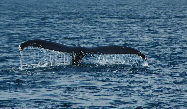 A humpback whale tail fin in ocean waters near Montague Island Nature Reserve. Photo: Stuart Cohen/OEH
