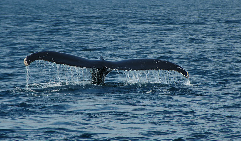 A humpback whale tail fin in ocean waters near Barunguba Montague Island Nature Reserve. Photo: Stuart Cohen/OEH