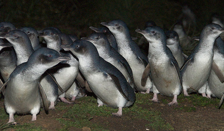 Little penguins, Barunguba Montague Island Nature Reserve. Photo: Stuart Cohen/OEH