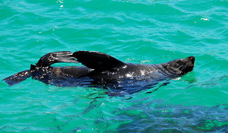 An Australian fur seal frolicks in the sea at Barunguba Montague Island Nature Reserve. Photo: Stuart Cohen/OEH