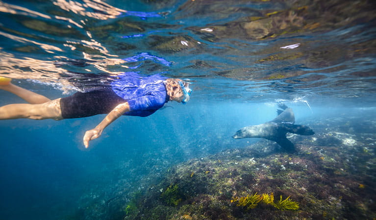 A man snorkels with 2 Australian fur seals at Barunguba Montague Island Nature Reserve. Photo: Daniel Tran/OEH
