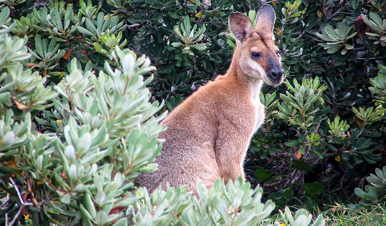 Dammerals Historical walk, Moonee Beach Nature Reserve. Photo: J Webster