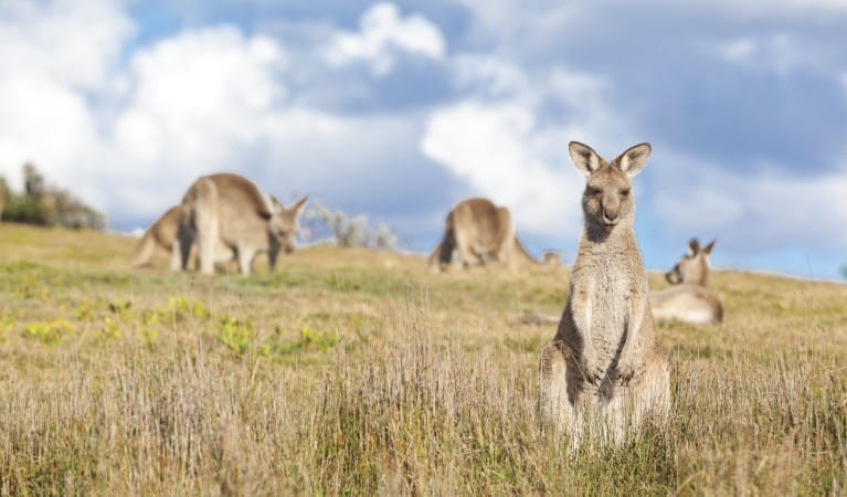 Kangaroos along Look At Me Now Headland walk in Moonee Beach Nature Reserve. Photo: Rob Cleary &copy; OEH