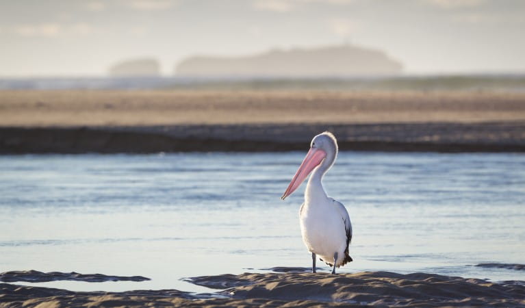 A pelican at Moonee Creek in Moonee Beach Nature Reserve. Photo: Rob Cleary &copy; OEH