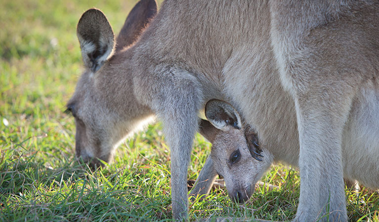 Moonee Beach Nature Reserve. Photo: NSW Government