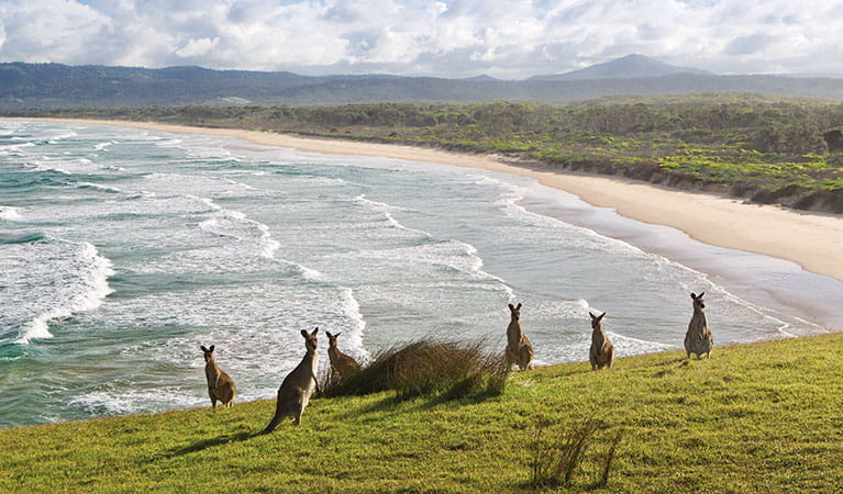 Moonee Beach Nature Reserve. Photo: Rob Cleary