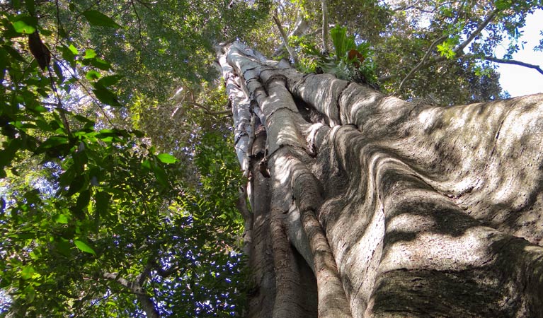 Moore Park Nature Reserve. Photo: Stephen King/NSW Government