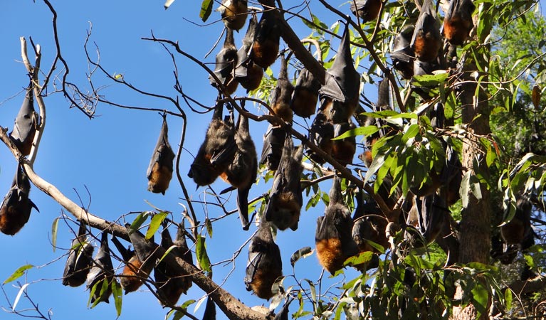 Moore Park Nature Reserve. Photo: Stephen King/NSW Government