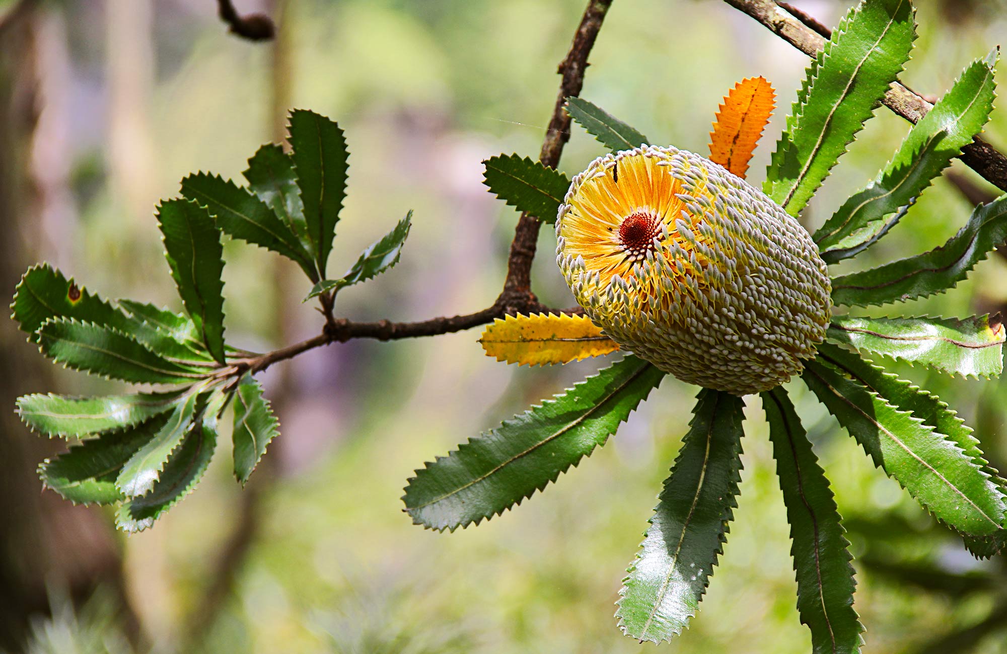 Old man banksia Australian native plants NSW National Parks