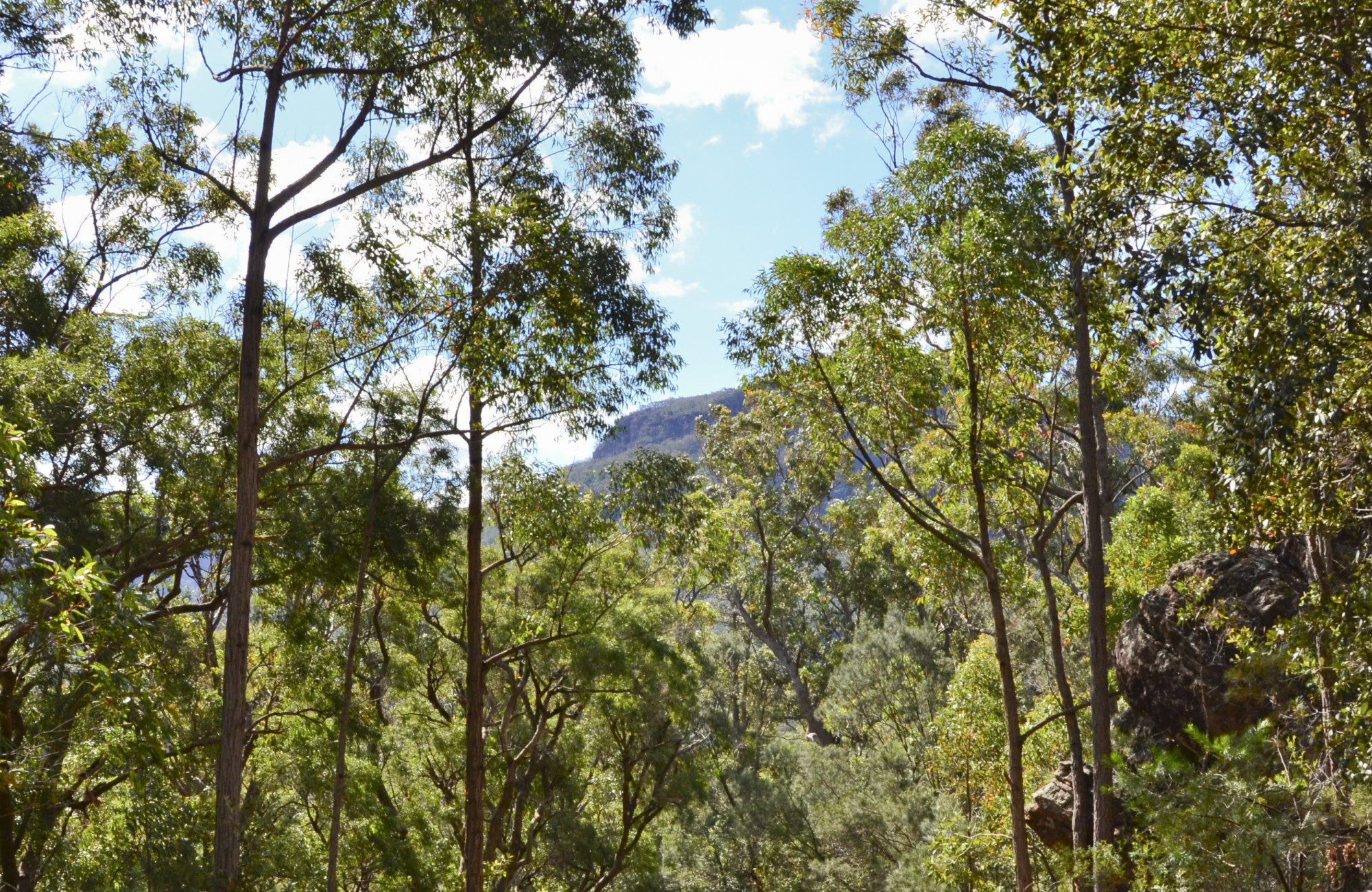 The trees and view along Griffins walking track in Morton National Park. Photo &copy; Jacqueline Devereaux