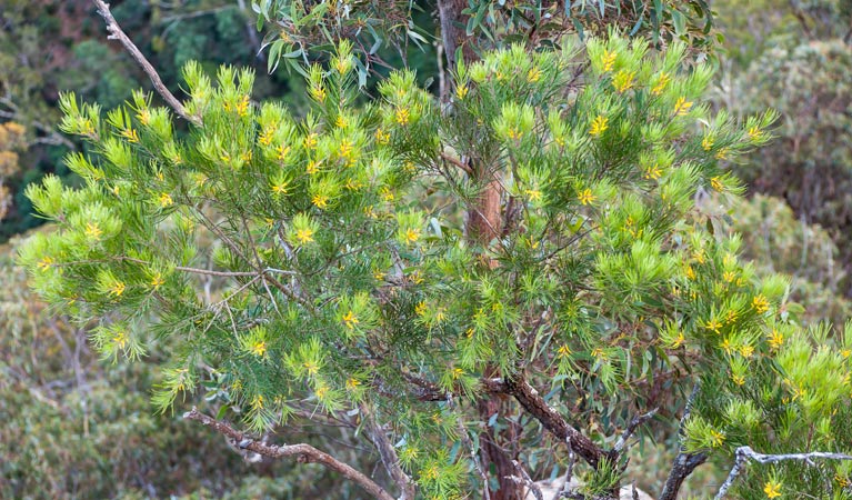 Badgerys Spur walking track, Morton National Park. Photo: Michael van Ewijk &copy; OEH