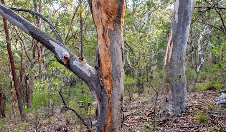 Badgerys Spur walking track, Morton National Park. Photo: Michael van Ewijk &copy; OEH