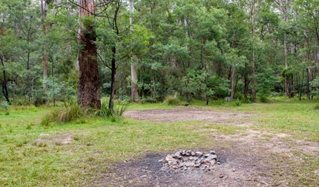 Blue Gum Flat campground, Morton National Park. Photo: Michael van Ewijk/NSW Government