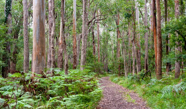 Blue Gum Flat campground, Morton National Park. Photo: Michael van Ewijk/NSW Government