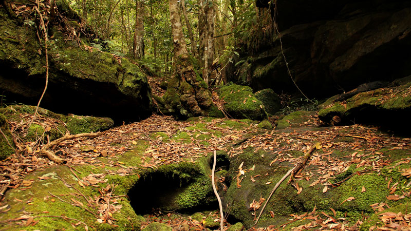 Rocks, moss and leaves on Bundanoon Amphitheatre walk. Photo: John Yurasek &copy; DPIE