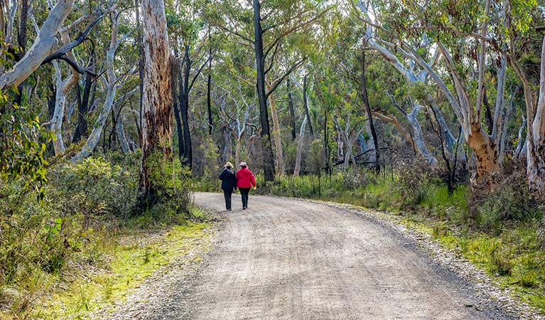 Bundanoon Creek walking track, Morton National Park. Photo: Michael Van Ewijk &copy; OEH