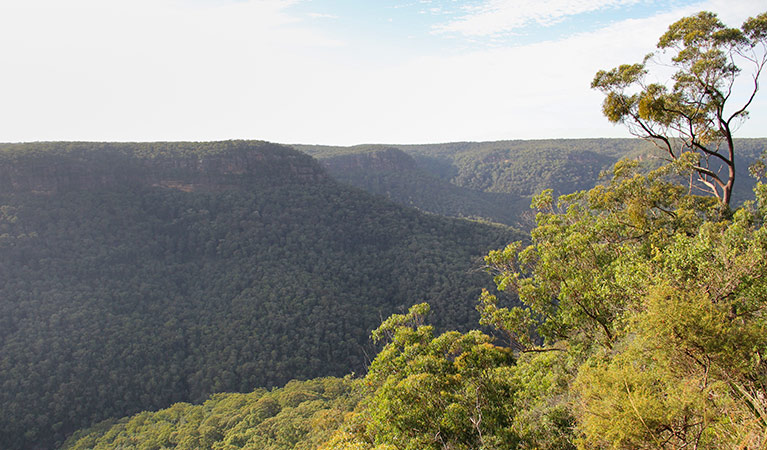 Bundanoon Creek walking track, Morton National Park. Photo: John Yurasek &copy; OEH