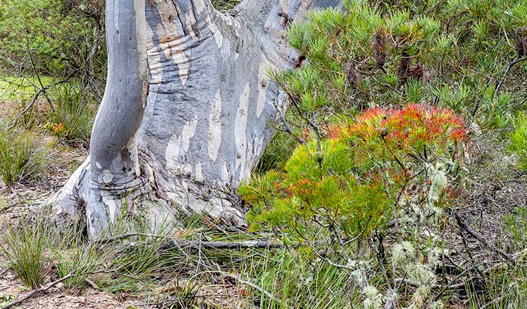 Bundanoon Creek walking track, Morton National Park. Photo: Michael Van Ewijk &copy; OEH