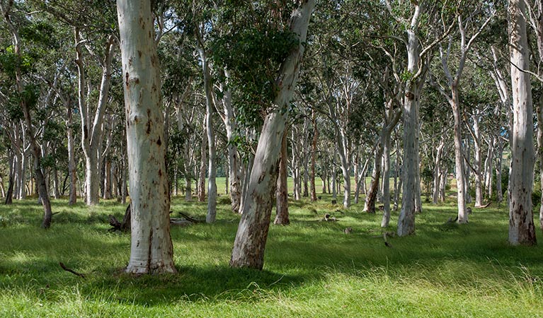 Coast to the Highlands scenic drive - Kangaroo Valley, Morton National Park. Photo: Michael Van Ewijk